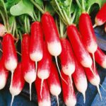 radish-opolanka.jpg