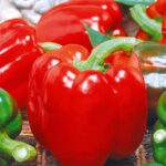 свекла бордо