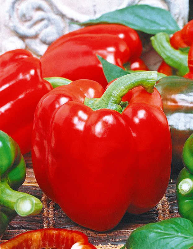 свекла бордо