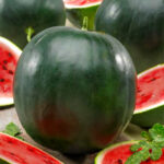 Кавун Шуга Бебі