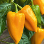 pepper-abrikos-faforitka2