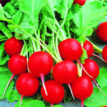 свекла бордо