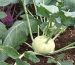 Kohlrabi (German Turnip), cabbage, in the garden. Kohlrabi (German Turnip) is a low, stout cultivar of the cabbage that will grow almost anywhere. It has been selected for its swollen, nearly spherical shape.